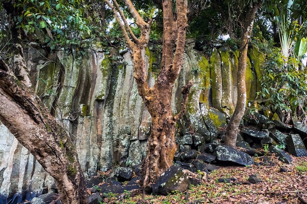 Felsen und Bäume auf Mauritius Island in der Nähe von Rotchester Falls.