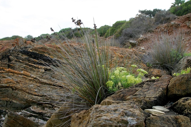 Felsen und blaues Meer, Bucht in Costa Paradiso, Sardinien Italien