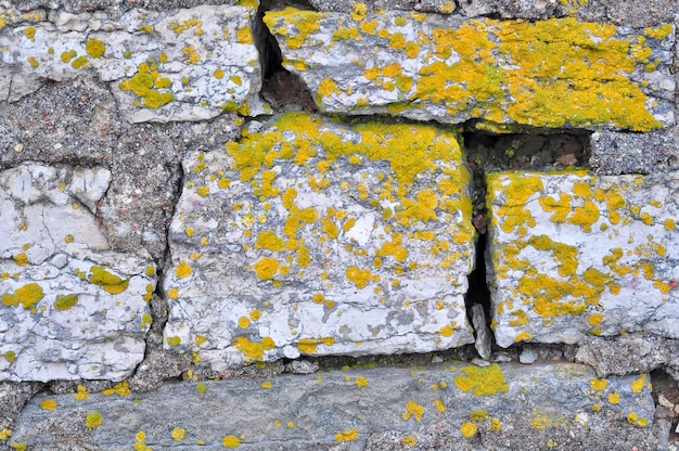 Felsen und Flechten