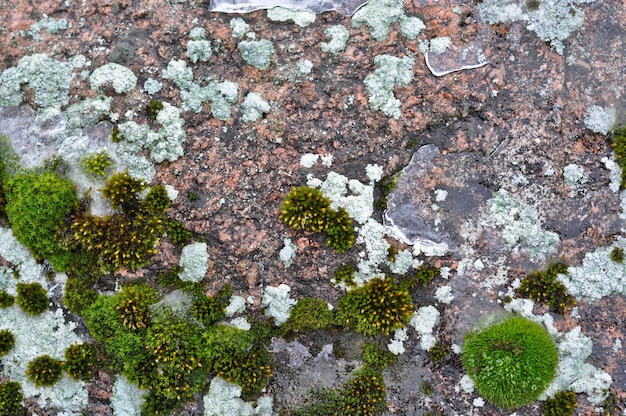 Felsen und Flechten