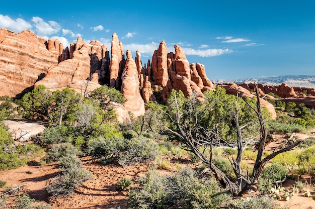 Felsen und Wüstenvegetation im Sektor Devil's Garden im Arches National Park