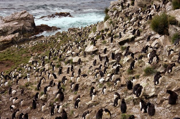 Felsenpinguinkolonie Eudyptes Chrysocome auf Pebble Island in West Falkland auf den Falklandinseln