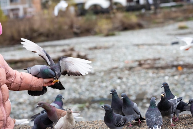 Felsentaube columba livia, die von der Hand des Kindes isst