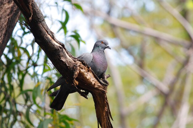 Felsentaube Columba livia schöne Vögel von Thailand