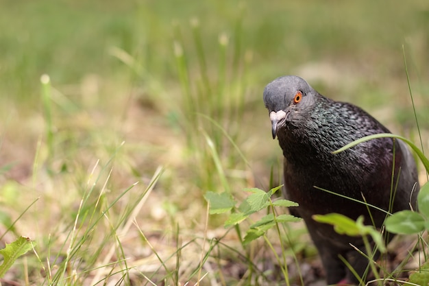 Felsentaube, die auf dem Boden im Park auf die Kamera schaut, selektiver Fokus. Gemeine Taube oder wilde Taube in der Natur. Wildlife-Konzept.