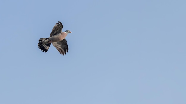 Felsentaube oder Felsentaube fliegen