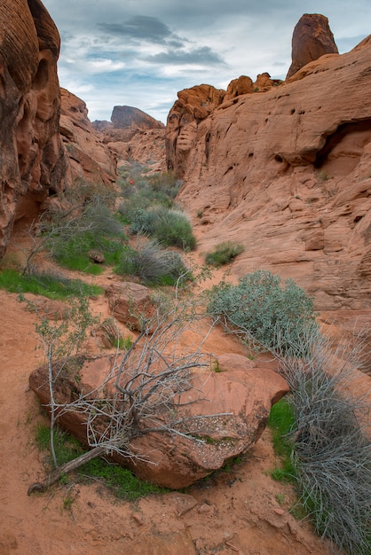 Foto felsenwüste in nevada