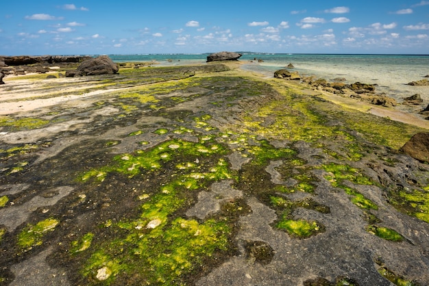 Felsige Plattform am Meer mit Grünalgen-Felsformation Iriomote Island