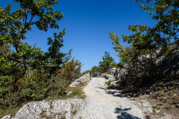 Felsige Straße im Hochwald Sommerlandschaft