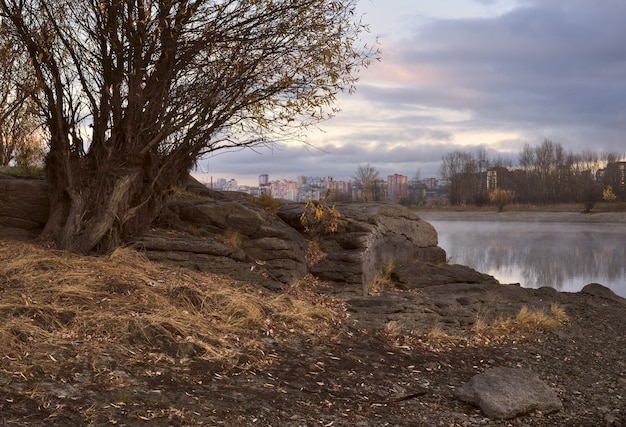 felsiges Ufer in der Nähe von Novosibirsk Busch mit Herbstlaub gelbem Gras am felsigen Ufer des Flusses