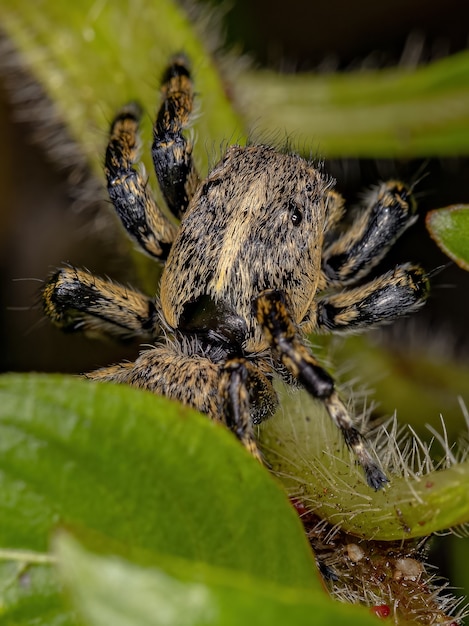 Fêmea adulta aranha saltadora amarela do gênero Phiale