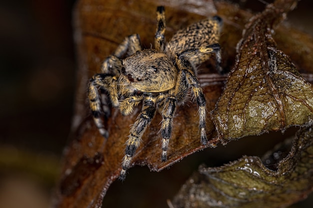 Fêmea adulta aranha saltadora amarela do gênero Phiale