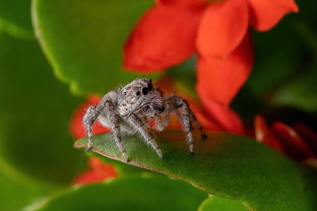 Fêmea adulta aranha saltadora da espécie megafreya sutrix em uma planta flaming katy da espécie kalanchoe blossfeldiana