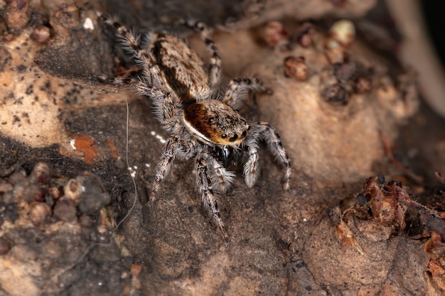 Fêmea adulta aranha saltadora de parede cinza da espécie menemerus bivittatus