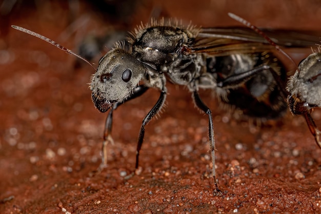 Fêmea adulta carpinteiro rainha formiga do gênero camponotus