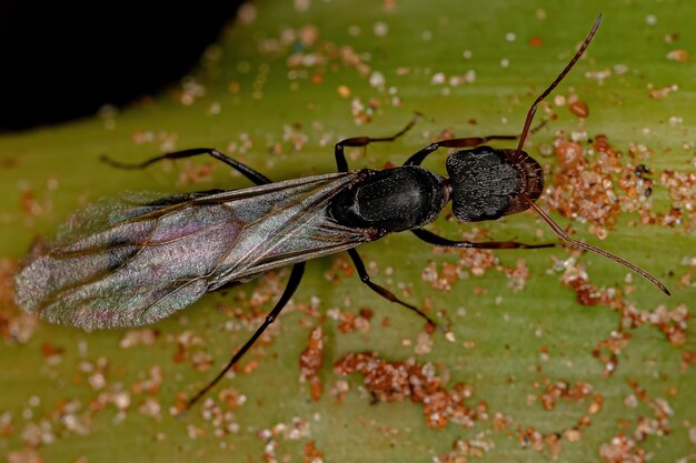 Fêmea adulta Carpinteiro Rainha Formiga do gênero Camponotus