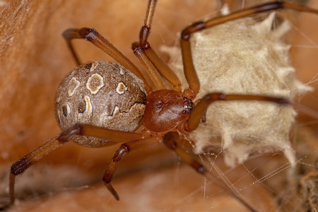 Fêmea adulta castanha viúva da espécie Latrodectus geometricus