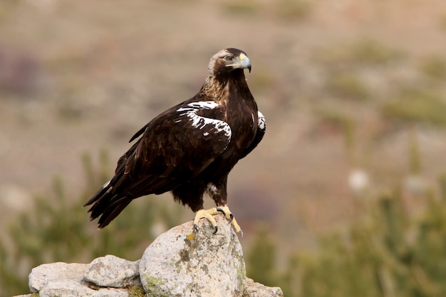 Foto fêmea adulta da águia imperial espanhola, aquila adalberti