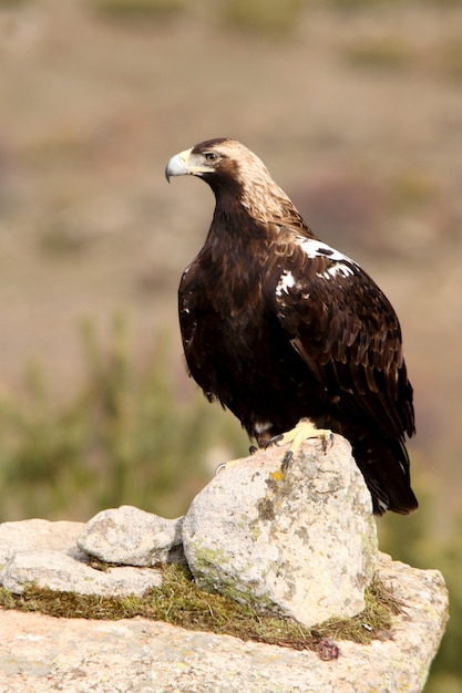 Fêmea adulta da águia imperial espanhola, Aquila adalberti