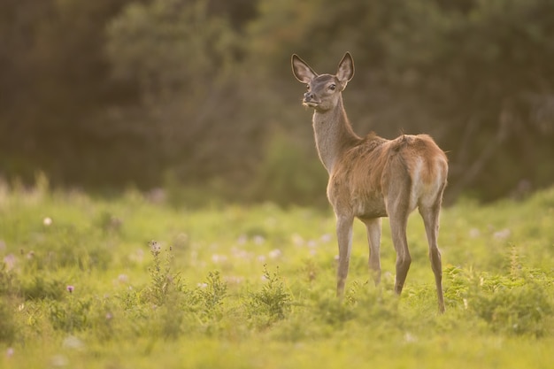 Fêmea adulta de veado-vermelho em pé na clareira da floresta