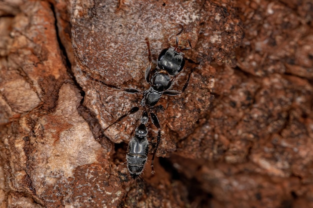 Fêmea adulta galho formiga do gênero Pseudomyrmex