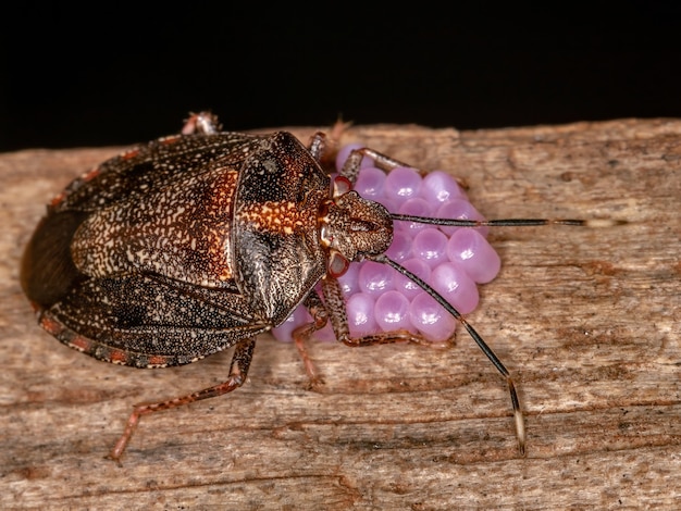 Fêmea adulta percevejo do gênero Antiteuchus protegendo ovos com foco seletivo