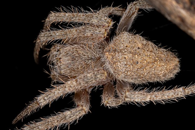 Fêmea Adulto Típico Orbweaver da espécie Eriophora edax