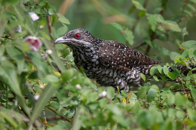 Fêmea asiática de koel empoleirada em um arbusto