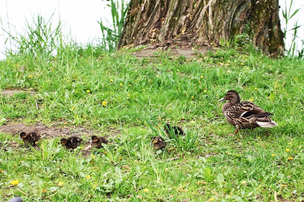 Fêmea da família de patos e filhotes mordiscam grama ao redor de uma grande árvore