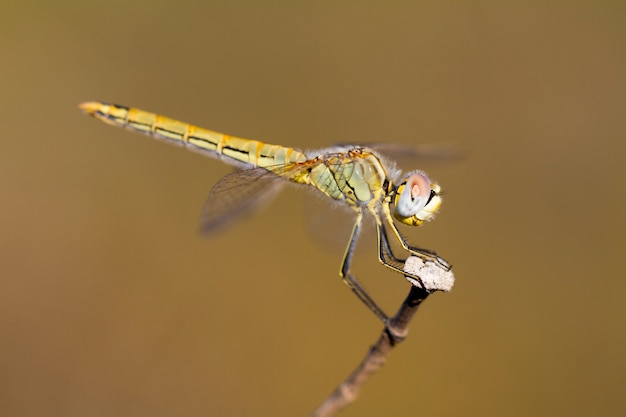 Fêmea darter Red-veined