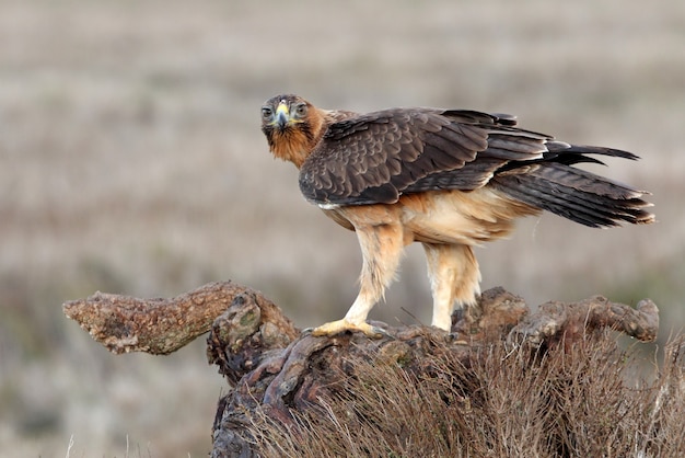 Fêmea de Bonellis Eagle com um ano de idade em sua torre de vigia favorita com a primeira luz do amanhecer em um dia de inverno