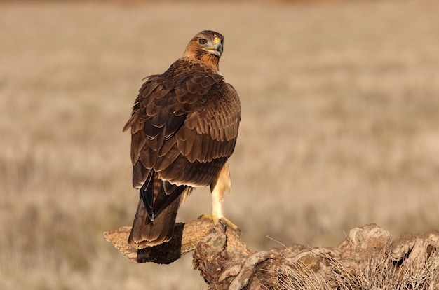 Fêmea de Bonellis Eagle com um ano de idade em sua torre de vigia favorita com a primeira luz do amanhecer em um dia de inverno