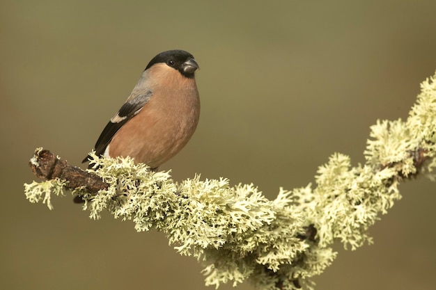 Foto fêmea de bullfinch eurasiático na luz do final da tarde em uma floresta de carvalhos e faias em um dia frio de inverno