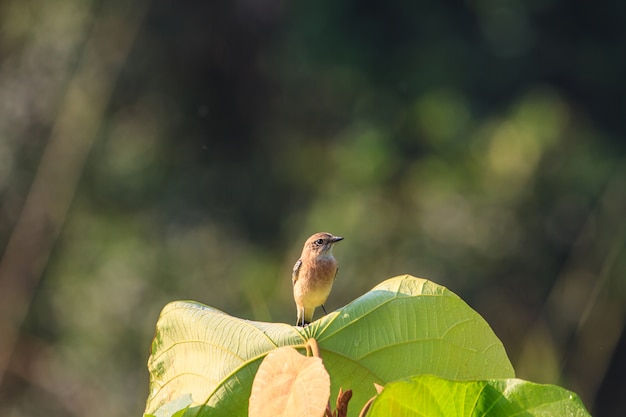 Fêmea de Cartaxo na natureza