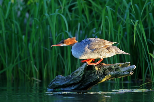 Fêmea de ganso eurasian mergus merganser