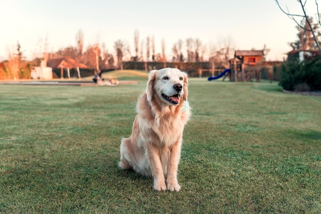 Fêmea de golden retriever sentada na grama ao ar livre retrato feliz