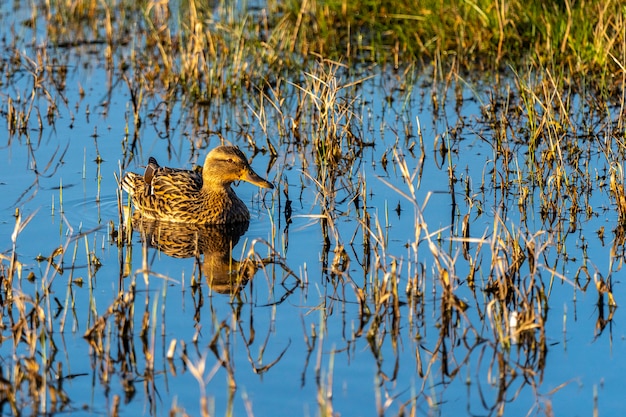 Fêmea de pato-real ao amanhecer no parque natural dos pântanos de ampurdan.