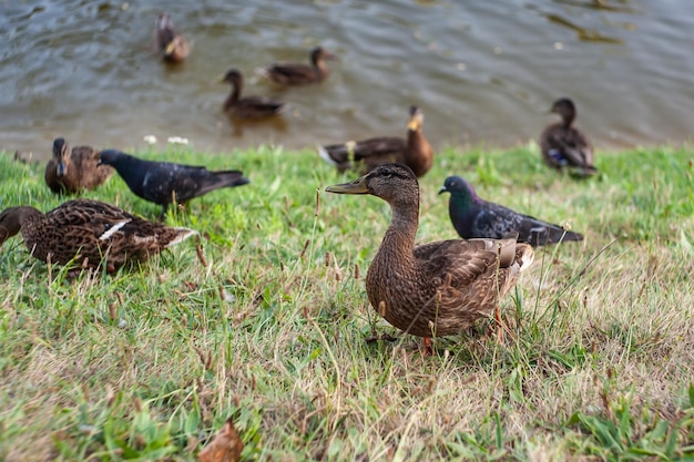 Fêmea de pato-real com patinhos em uma natureza viva no rio em um dia ensolarado