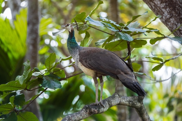 Fêmea de pavão em uma árvore em busca de comida Fotografia de vida selvagem tropical