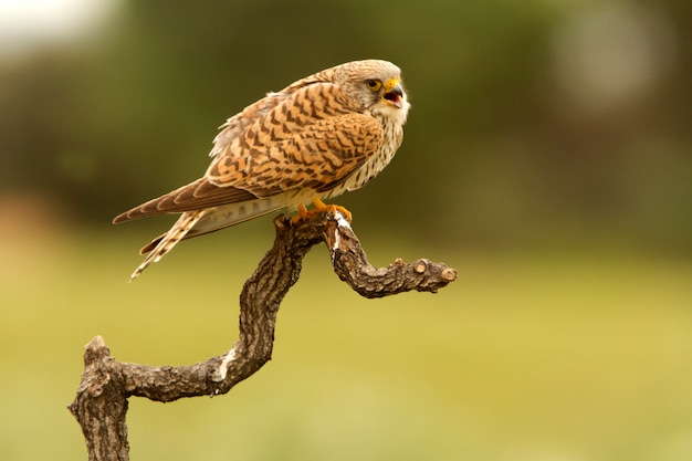 Fêmea de Peneireiro, falcão, pássaros, raptor, falcão, Falco naunanni