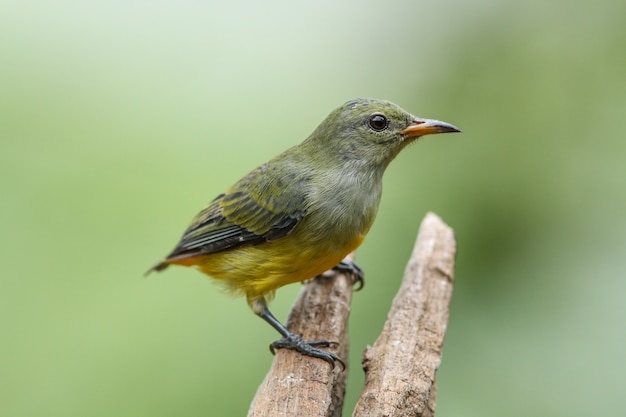 Fêmea de pica-pau-de-barriga-laranja na natureza