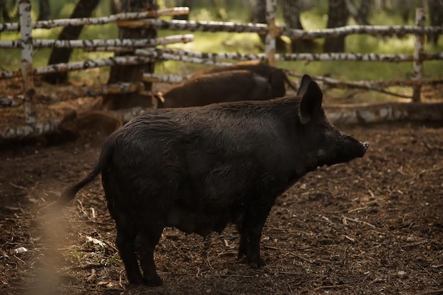 Fêmea de porco preto vietnamita em uma fazenda