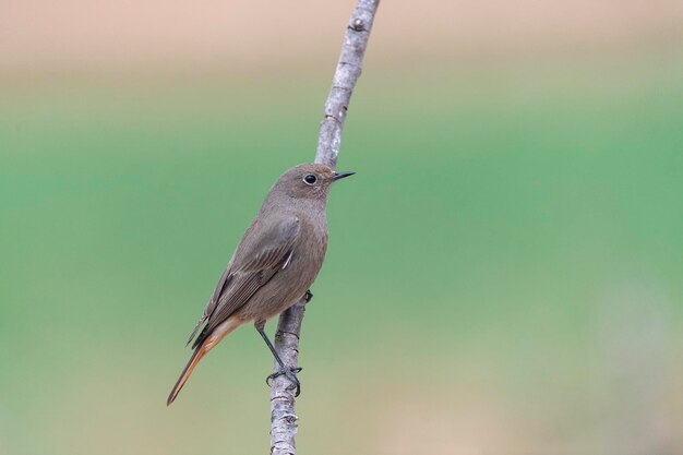 Fêmea de redstart preto Phoenicurus ochruros Malaga Espanha