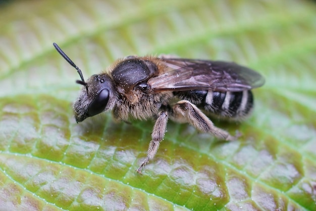 Fêmea de uma das maiores abelhas de sulco (Lasioglossum majus) empoleirada em uma folha verde