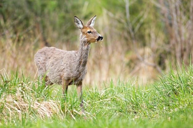 Fêmea de veado grávido pastando grama em prado verde na natureza de primavera.