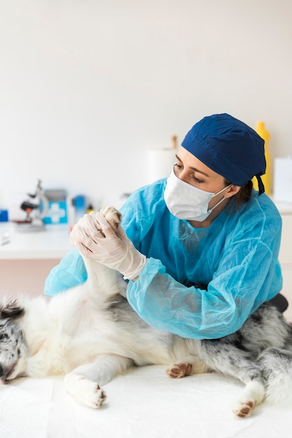 Foto fêmea de veterinário examina a pata do cão na clínica