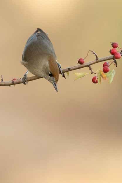 Fêmea de whitethroat comum em um poleiro dentro de uma floresta mediterrânea com a primeira luz