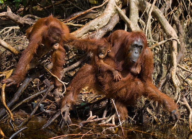 Fêmea do orangotango com um bebê em um matagal. Indonésia. A ilha de Kalimantan (Bornéu).