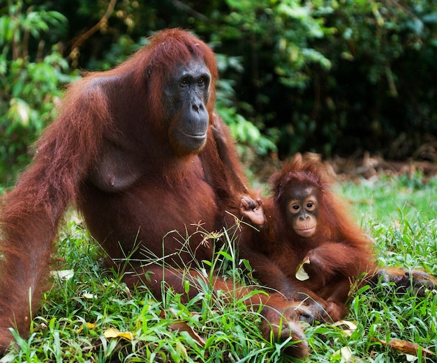 Fêmea do orangotango com um bebê em um matagal. Indonésia. A ilha de Kalimantan (Bornéu).