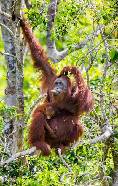 Fêmea do orangotango com um bebê em uma árvore. Indonésia. A ilha de Kalimantan (Bornéu).